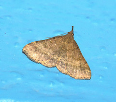 Tetanolita palligera
