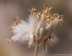 Tetradymia tetrameres