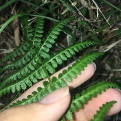 Athyrium oppositipennum