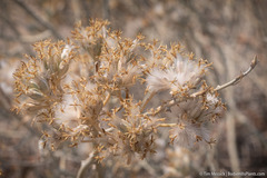 Tetradymia tetrameres