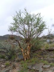 Euphorbia guerichiana image