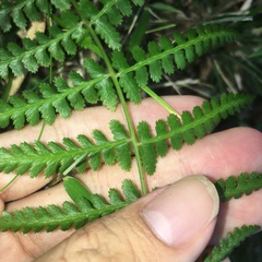 Athyrium oppositipennum