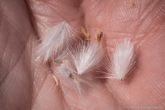 Tetradymia tetrameres