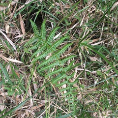 Athyrium oppositipennum
