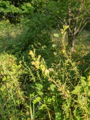 Linaria biebersteinii