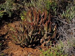 Tulista pumila