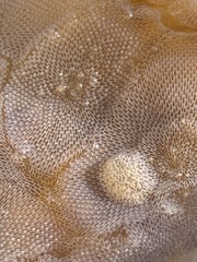 Corambe