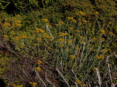 Helichrysum revolutum