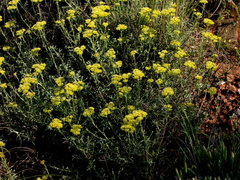 Helichrysum revolutum