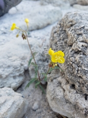 Chylismia claviformis lancifolia