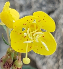 Chylismia claviformis lancifolia