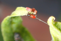 Oncopeltus fasciatus