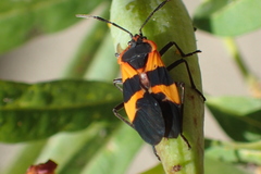 Oncopeltus fasciatus