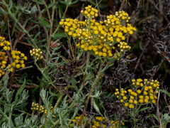 Helichrysum revolutum