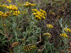 Helichrysum revolutum