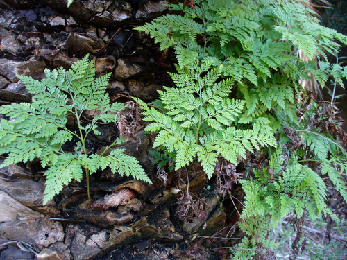 Davallia canariensis