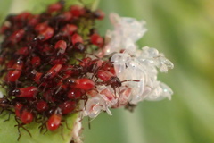 Oncopeltus fasciatus