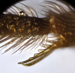 Lasioglossum lissonotus