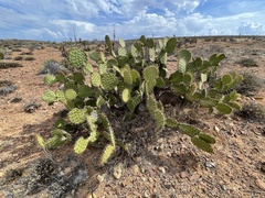 Opuntia clarkiorum
