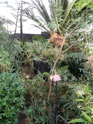 Yunnan Catkin-Yew (Amentotaxus yunnanensis)