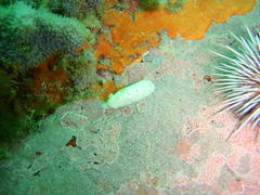 Cadlina