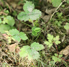 Potentilla sterilis