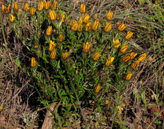 Gorteria integrifolia