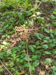 Allium decipiens quercetorum