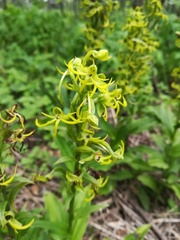 Habenaria novemfida
