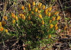 Gorteria integrifolia