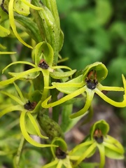 Habenaria novemfida