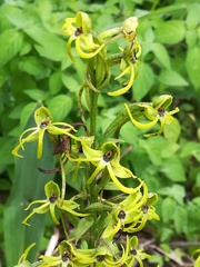 Habenaria novemfida