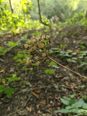 Allium decipiens quercetorum