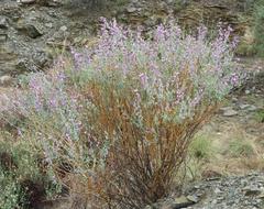 Polygala guerichiana