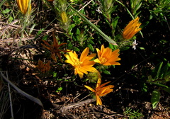 Gorteria integrifolia