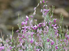 Polygala guerichiana