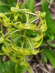 Habenaria novemfida