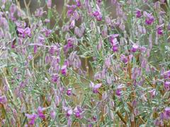 Polygala guerichiana