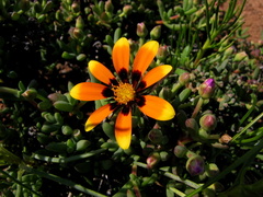 Hirpicium