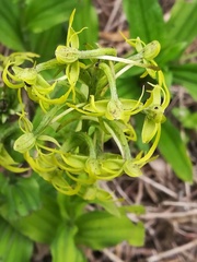Habenaria novemfida