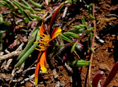 Hirpicium