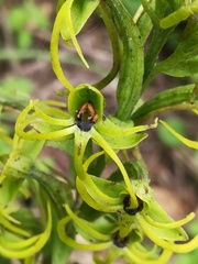 Habenaria novemfida