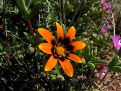 Hirpicium