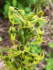 Habenaria novemfida