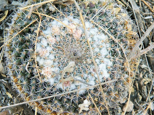 Mammillaria formosa