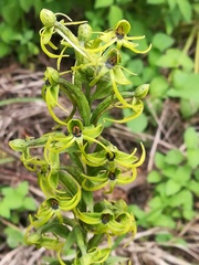 Habenaria novemfida