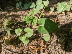 Viola alba dehnhardtii