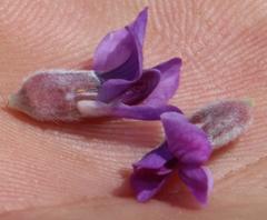 Amphithalea imbricata