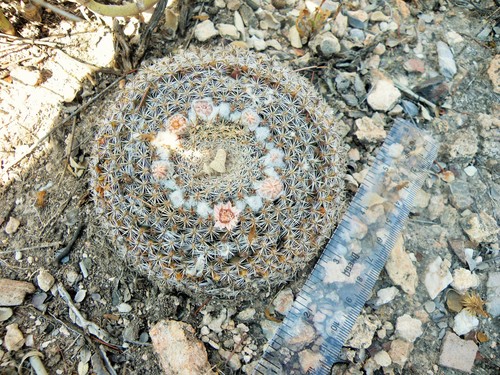 Mammillaria formosa