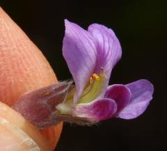 Amphithalea imbricata